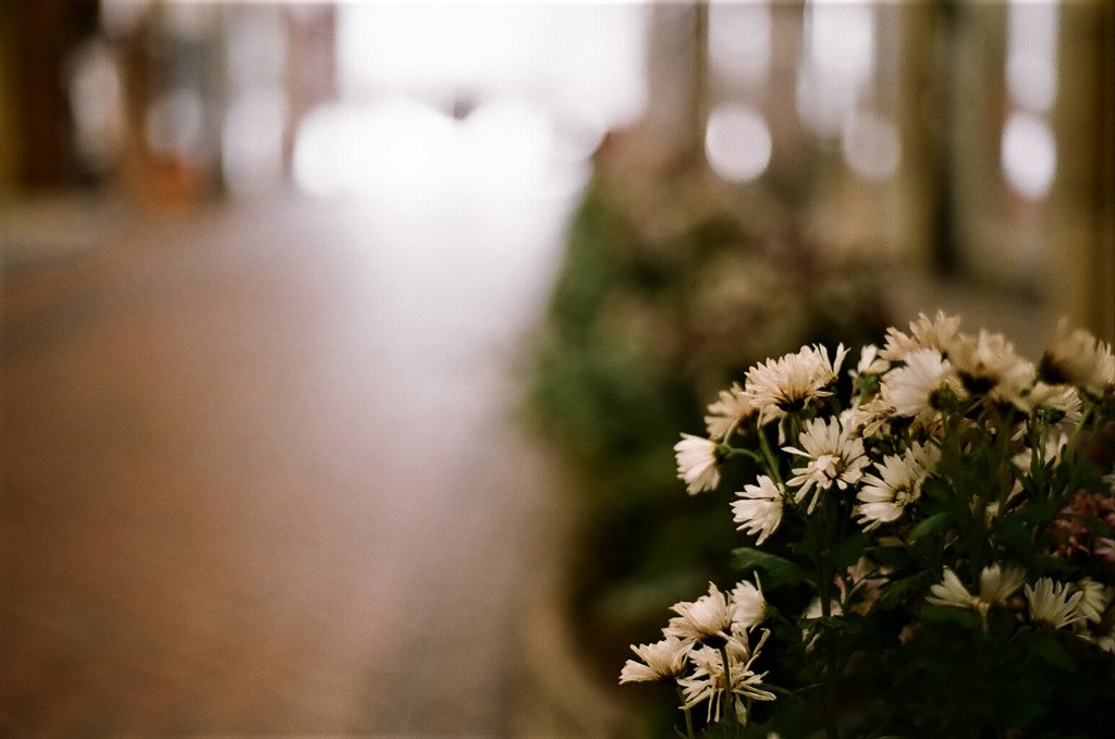 冬の花