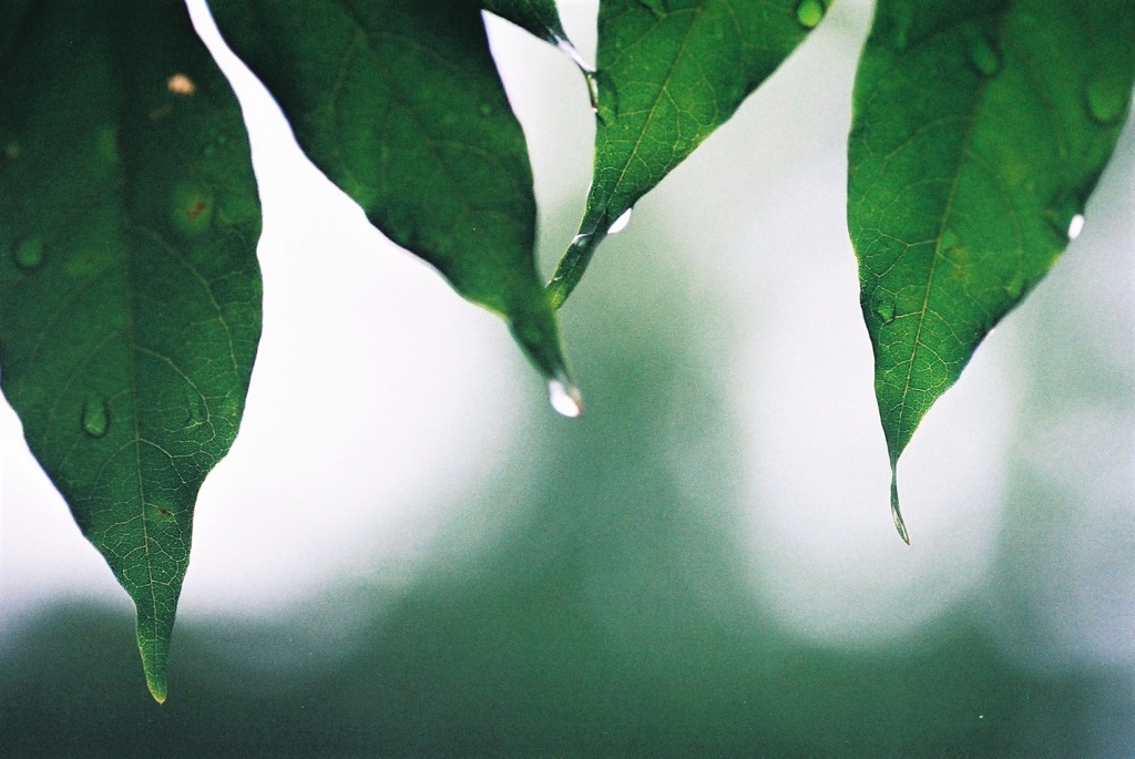 雨の公園で