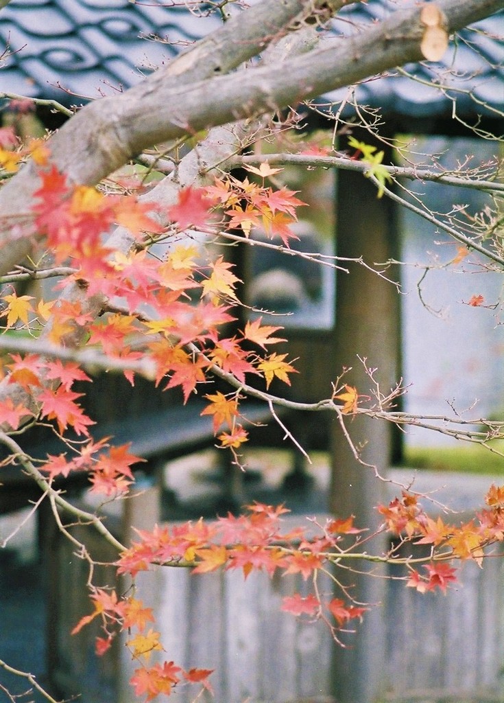 紅葉D