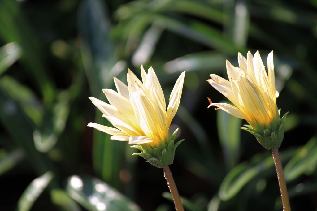 Autumn flowers