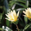 Autumn flowers