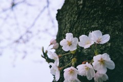 桜はサクラ