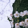 桜はサクラ