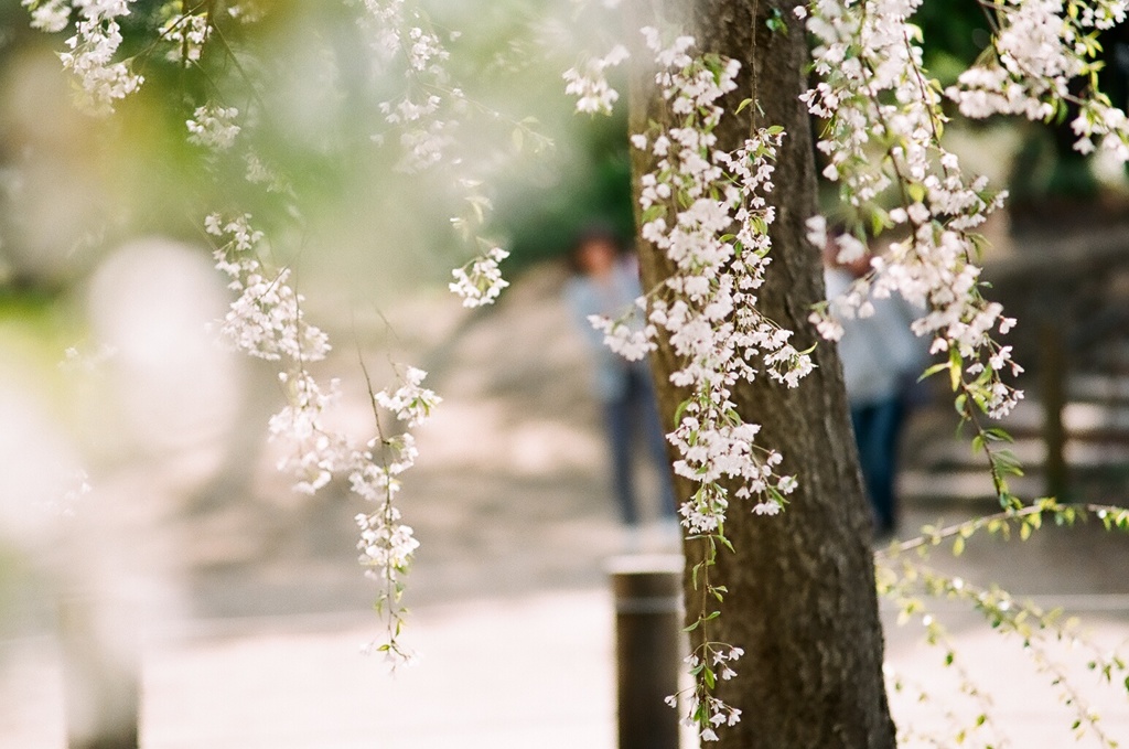 桜の頃3