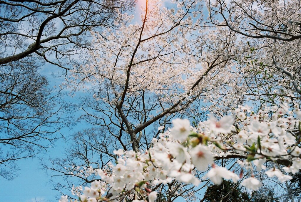 青空と桜と