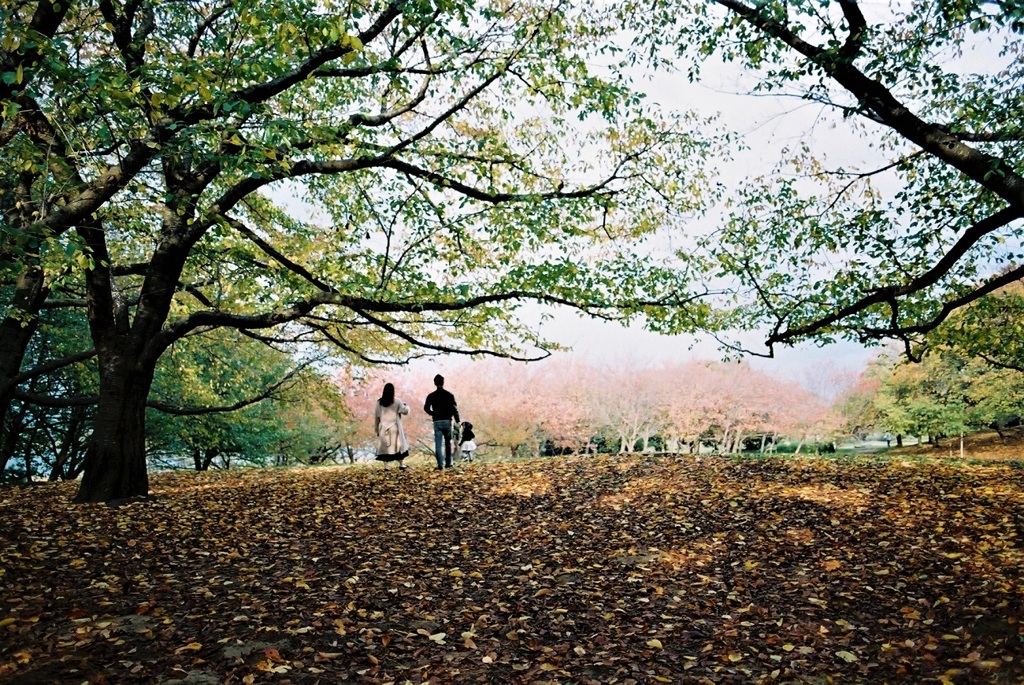 落ち葉の風景