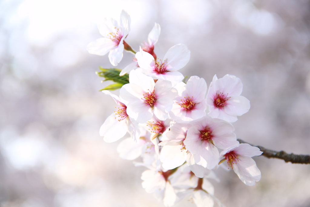 Spring joy