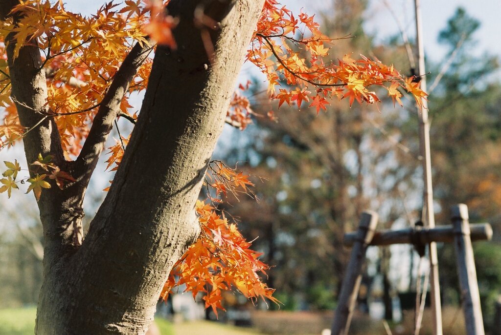 紅葉の頃 1