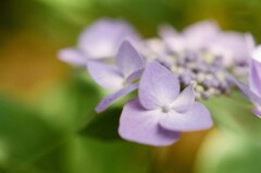 紫陽花もよう