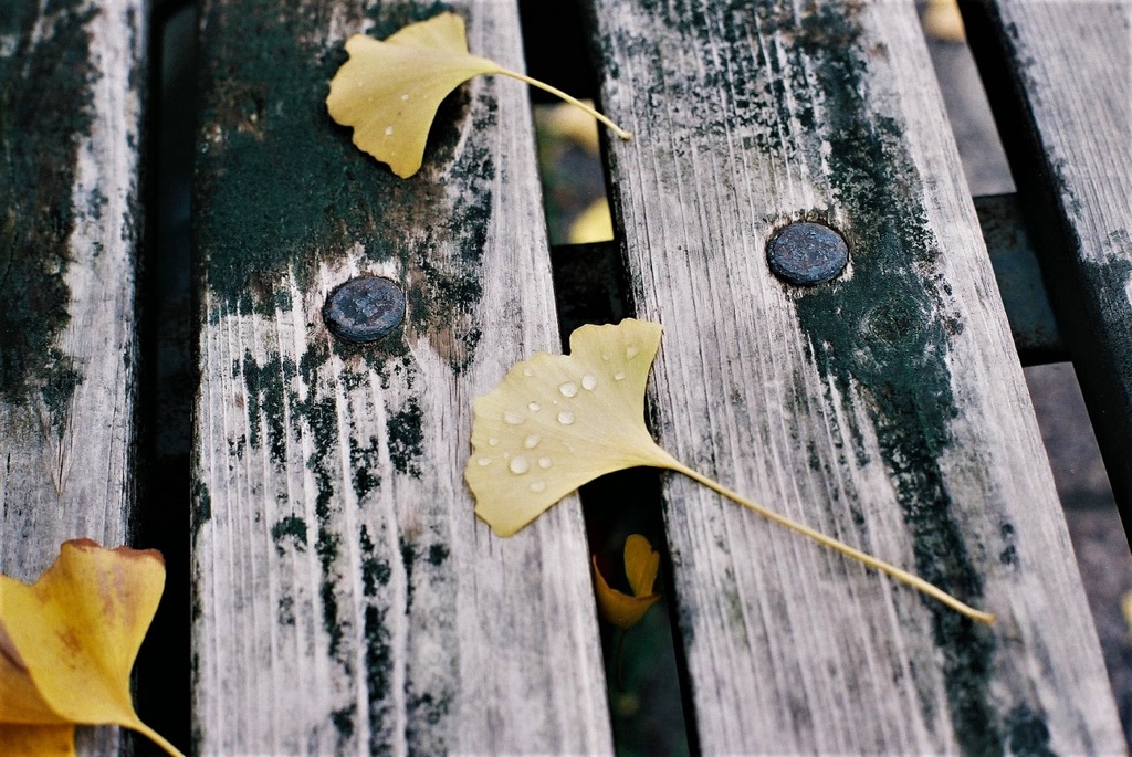 autumn leaves1