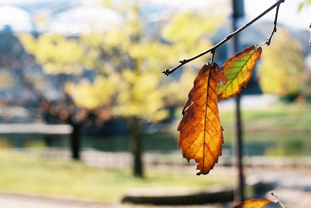 autumn leaves2