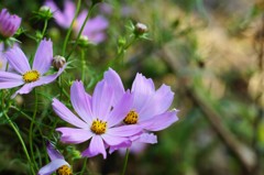 秋色さがし（秋桜）