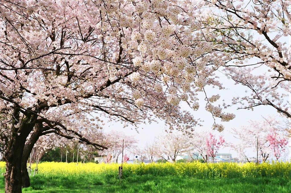 Memory of April