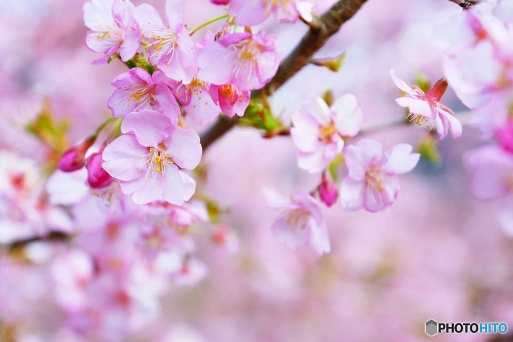 八重津桜