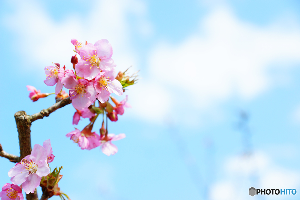 八重津桜