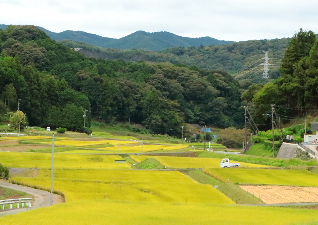 もうすぐ収穫？