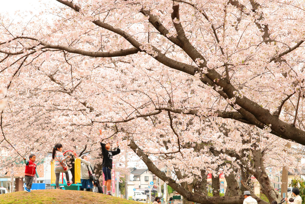 春の公園