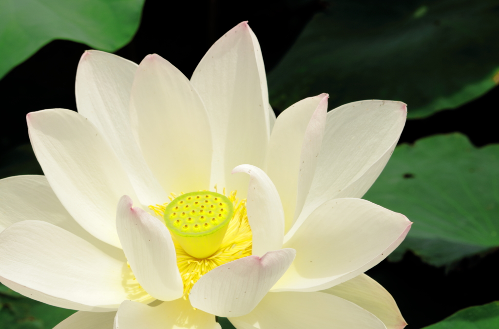 白い蓮の花 By てらちん0730 Id 写真共有サイト Photohito