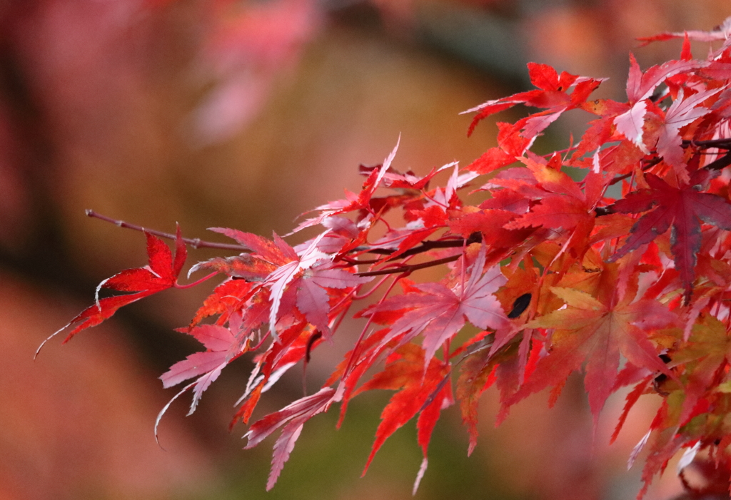 紅葉