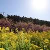 河津桜と菜の花