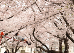 桜にとどけ！