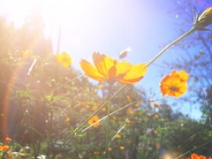 花虹