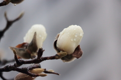 白木蓮　もうすぐ開花。