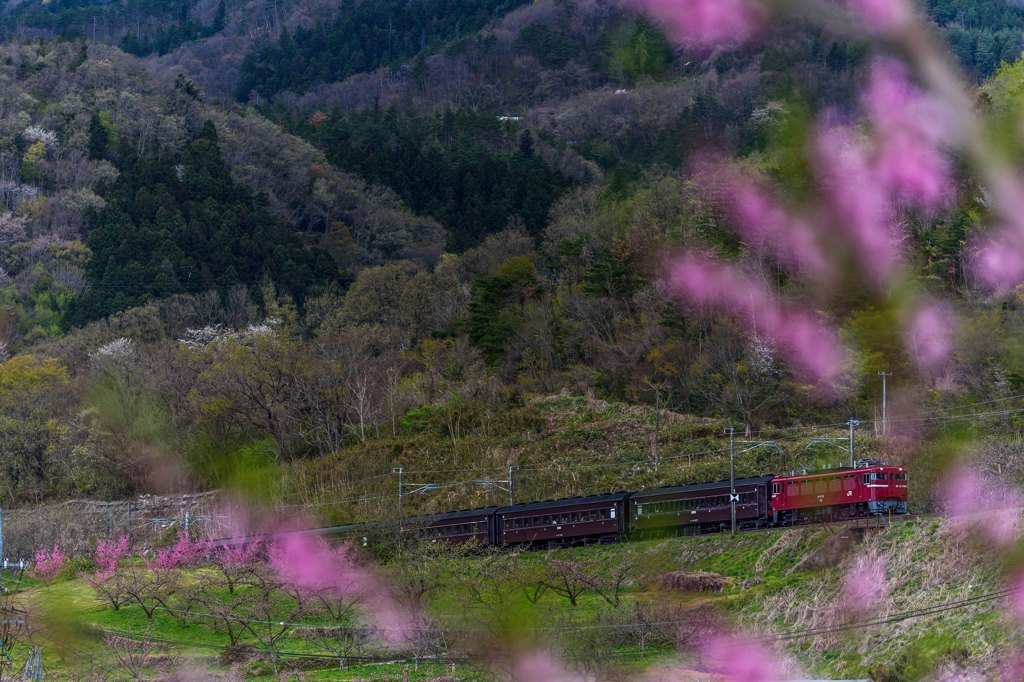 桃の花めぐり号