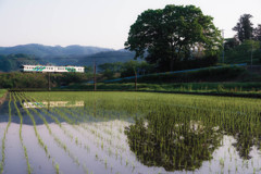 初夏の風物詩♪