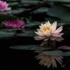 Water lily