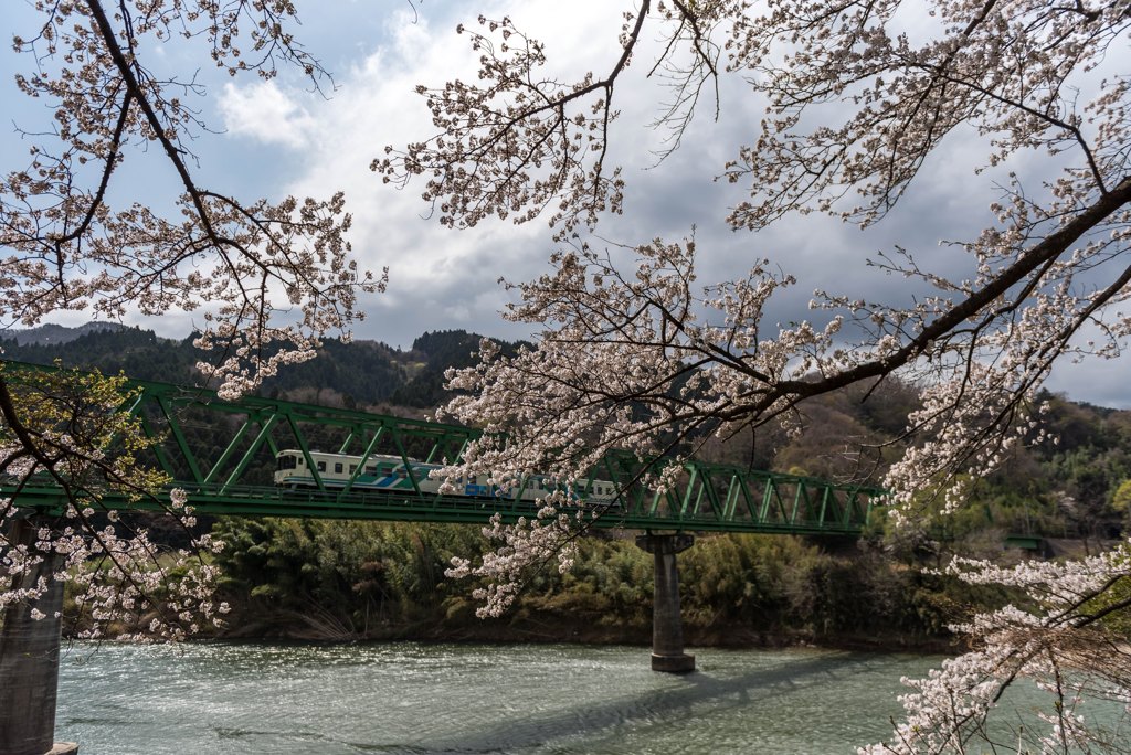 桜と阿武急②