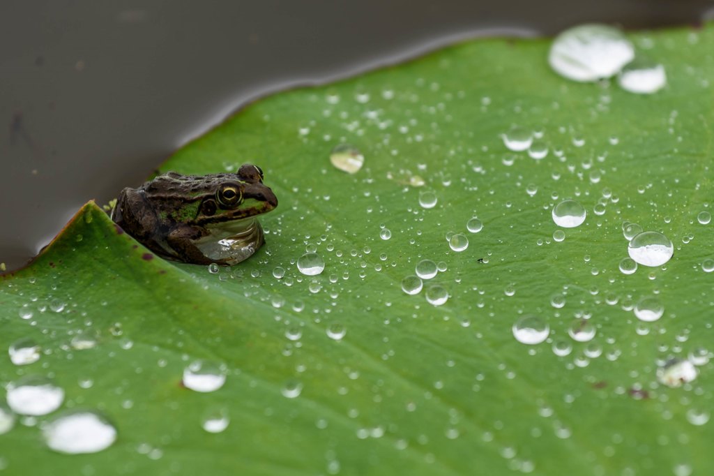 水玉と蛙