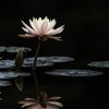 水鏡