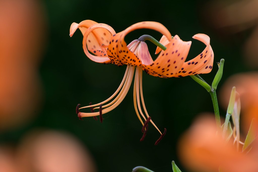 Tiger lily