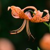 Tiger lily