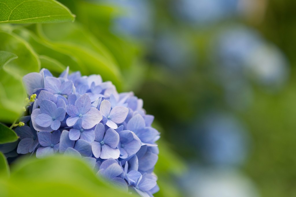 梅雨といえばこの花