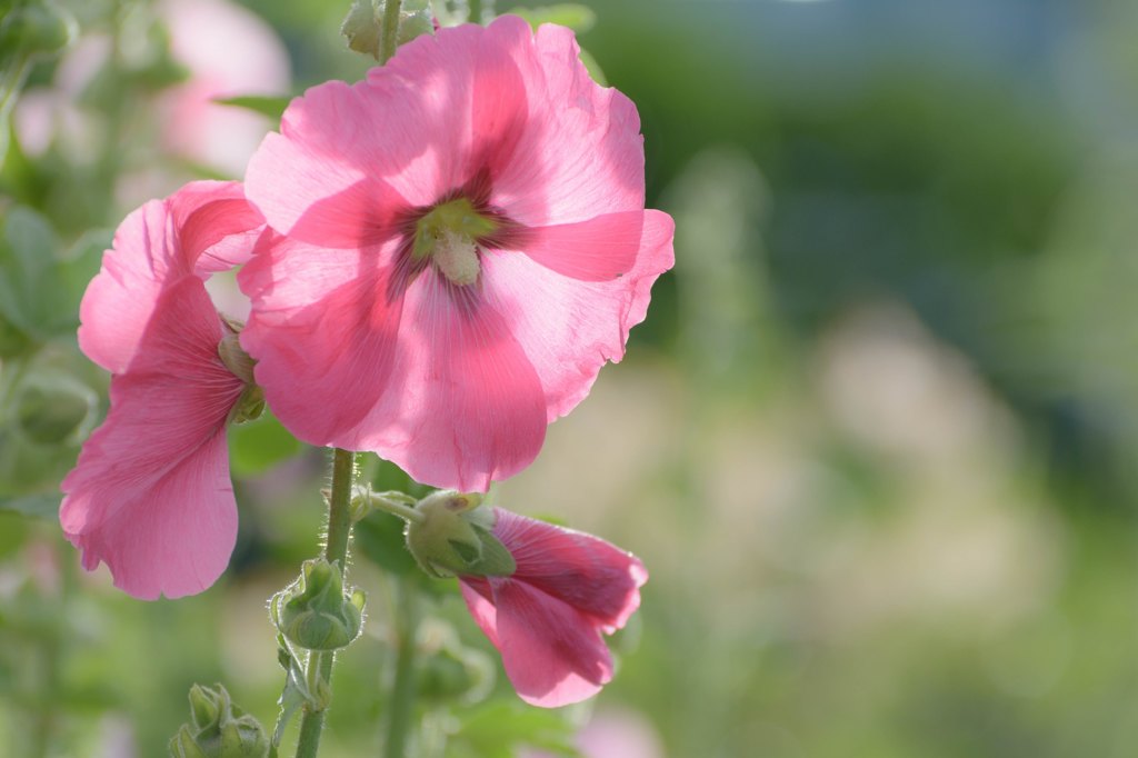 hollyhock