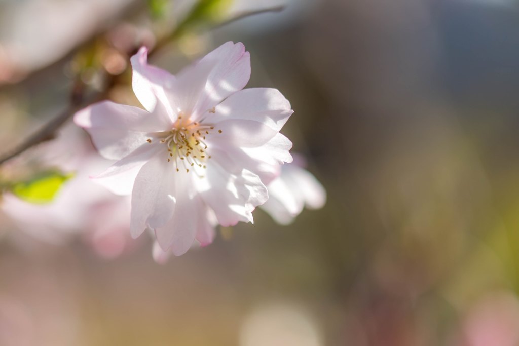 春に咲く十月桜