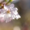春に咲く十月桜