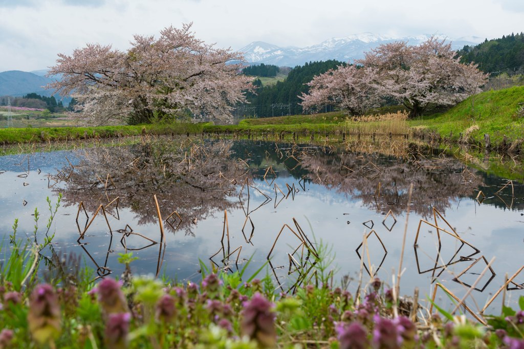 東北でよかった