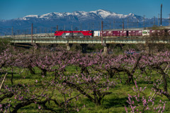 桃と貨物列車と安達太良連峰♪