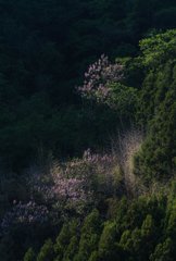 緑の合間に咲く桐の花