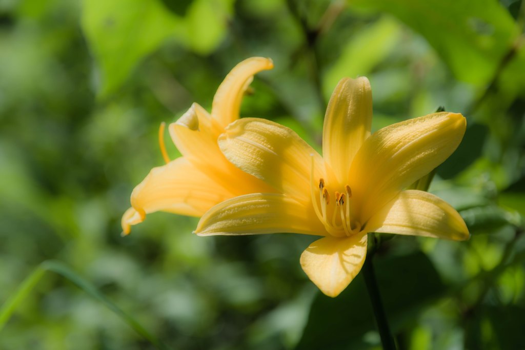 夏を知らせる花、日光黄菅