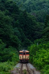 深緑の中を行く