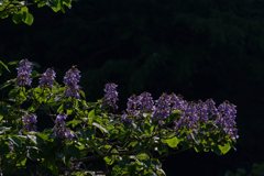 初夏を彩る桐の花♪