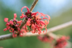 春を告げる花