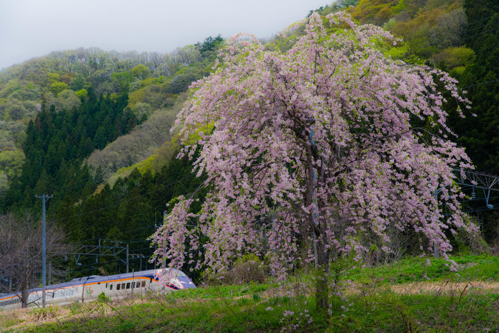 桜と新緑とつばさ♪
