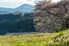 桜と山形新幹線と雪うさぎ♪