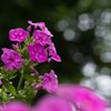 花魁の如く