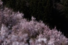 早春を彩る東海桜